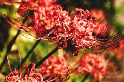 Close-up of pink flowers