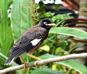 Close-up of bird perching on branch