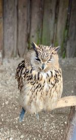 Close-up of owl perching on land