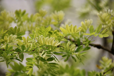 Close-up of flowering plant leaves