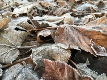 Close-up of leaves