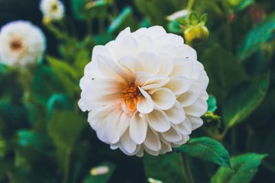 Close-up of white flowering plant
