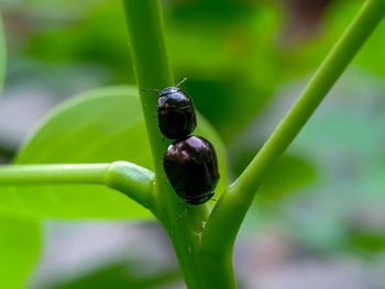 Close-up of insect on leaf