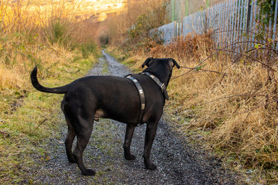 Side view of dog standing on land