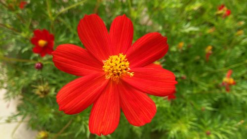 Close-up of red flower