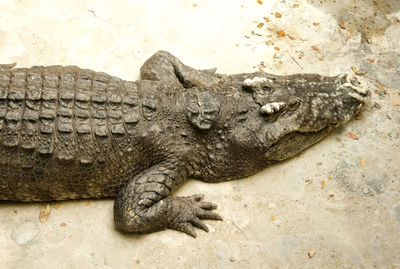 High angle view of lizard on rock at zoo