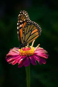 Close-up of butterfly pollinating on pink flower