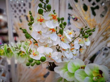 Close-up of white flowering plant