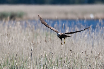 Bird flying over a field