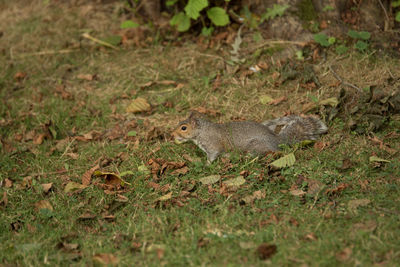 Close-up of lizard on grass