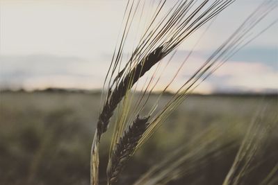 Close-up of stalks in the field