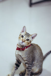 Portrait of cat sitting on table