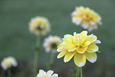 Close-up of yellow daisy flower on field
