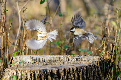 Birds in park