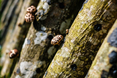 Close-up of lizard on tree trunk