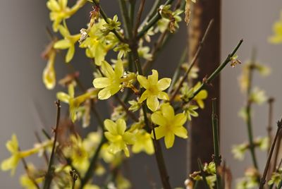 Close-up of yellow flowering plant