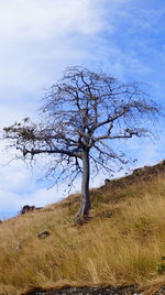 Bare tree on field against sky