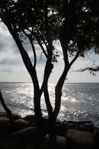 Silhouette tree by sea against sky