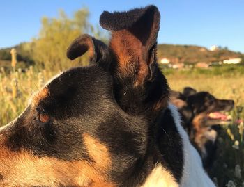 Close-up of a dog looking away