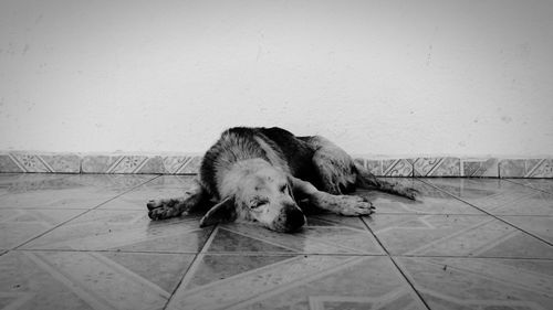 Dog sleeping on floor