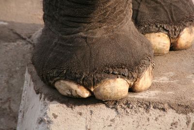 Close-up of elephant in zoo