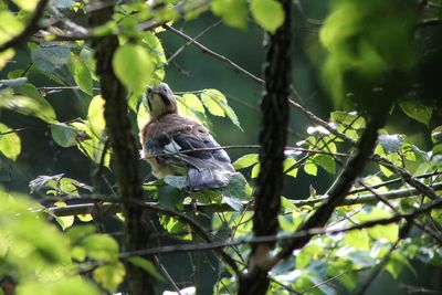 Bird perching on branch