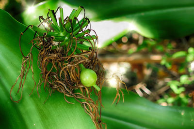 Close-up of plant