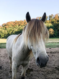 Horse on field against sky