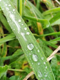 Close-up of wet plant during rainy season