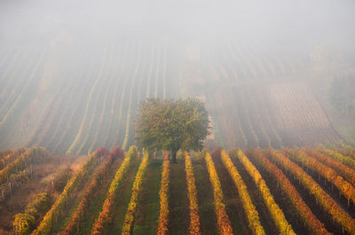 Scenic view of field