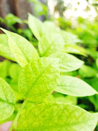 Close-up of fresh green leaf