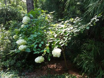 Flowers growing on tree