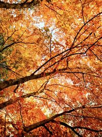 Low angle view of autumnal trees