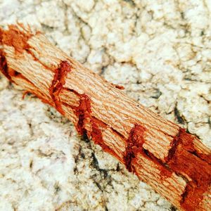 Close-up of rusty wood