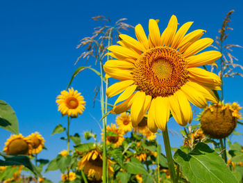 Close-up of sunflower against blue sky