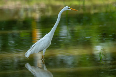 White heron on a lake
