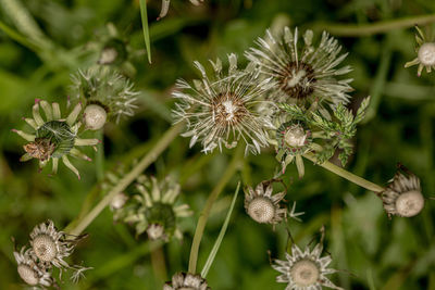 Close-up of flowering plant