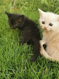 Portrait of cats on grass