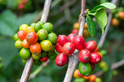 Close-up of cherries growing on tree