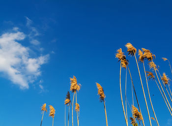 Low angle view of plants against blue sky