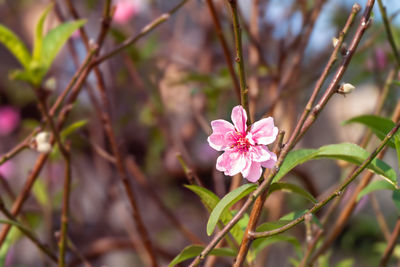 Close-up of pink flowering plant