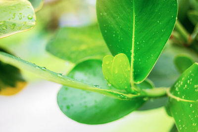 Close-up of green leaves