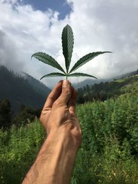 Cropped hand of man holding marijuana leaf against cloudy sky