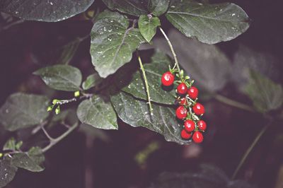 Close-up of red berries on tree