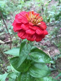 Close-up of red flowers