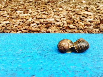 Close-up of two snails on ground