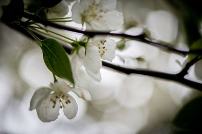 Close-up of white cherry blossom