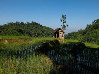 Scenic view of small wooden house against clear sky with green paddy 