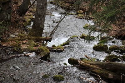 Stream flowing through rocks in forest