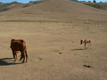 Horse standing on field against sky